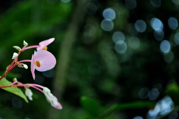 Beautiful Tropical Flower Exotic Plant Perfect Background Wallpaper — Fotografia de Stock