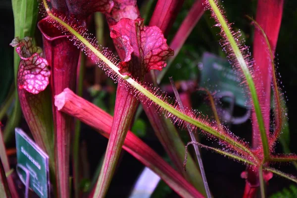 Belle Fleur Tropicale Une Plante Exotique Parfait Pour Fond Écran — Photo