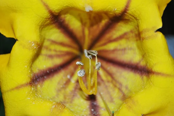 Όμορφο Τροπικό Λουλούδι Ένα Εξωτικό Φυτό Ιδανικό Για Φόντο Ταπετσαρία — Φωτογραφία Αρχείου