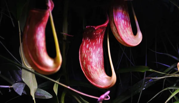 Όμορφο Τροπικό Λουλούδι Ένα Εξωτικό Φυτό Ιδανικό Για Φόντο Ταπετσαρία — Φωτογραφία Αρχείου