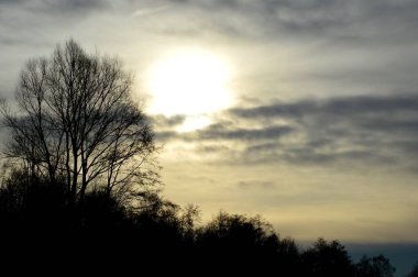 Beautiful sunset. Trees against the sky. Perfect wallpaper.