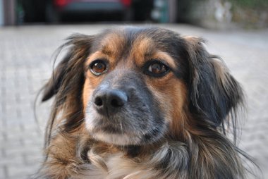 Man's best friend. Walking the dog. Our little model.