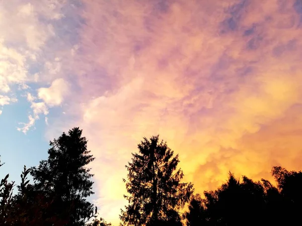 Beau Coucher Soleil Des Arbres Contre Ciel Papier Peint Parfait — Photo