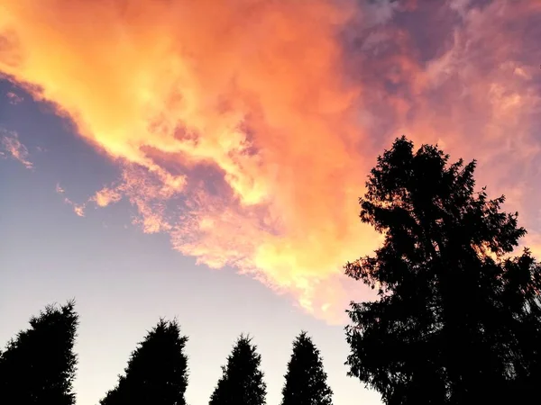 Όμορφο Ηλιοβασίλεμα Δέντρα Στον Ουρανό Τέλεια Ταπετσαρία — Φωτογραφία Αρχείου