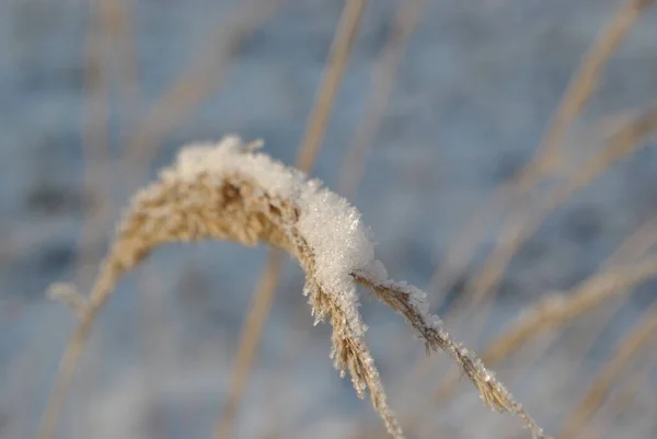 Cold Morning Frost Trees Grass Park — Stockfoto