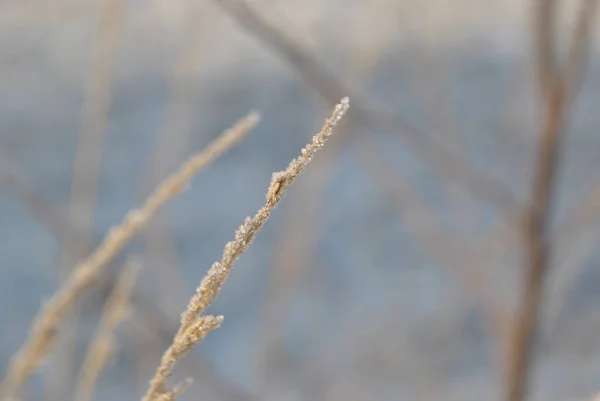寒い朝 公園の木々や草の上の霜 — ストック写真
