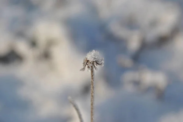 Cold Morning Frost Trees Grass Park — Fotografie, imagine de stoc