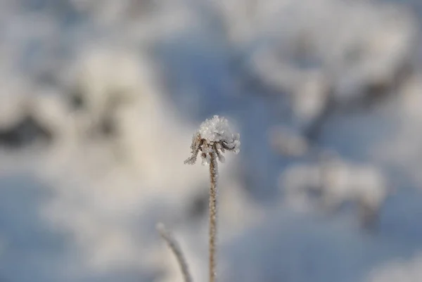 Cold Morning Frost Trees Grass Park — 스톡 사진