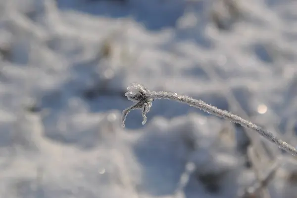 Cold Morning Frost Trees Grass Park — Fotografia de Stock