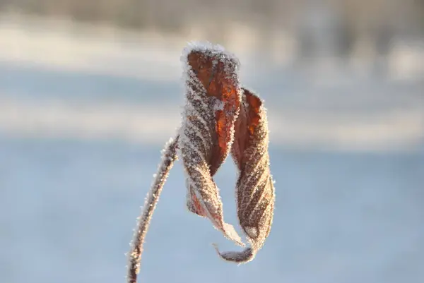 Cold Morning Frost Trees Grass Park — Fotografie, imagine de stoc