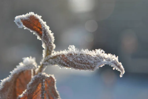 Cold Morning Frost Trees Grass Park — Fotografia de Stock