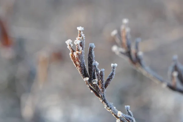 Cold Morning Frost Trees Grass Park —  Fotos de Stock