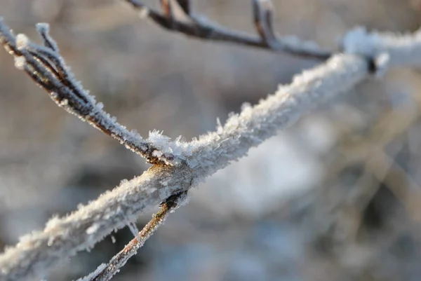 Cold Morning Frost Trees Grass Park — Fotografia de Stock