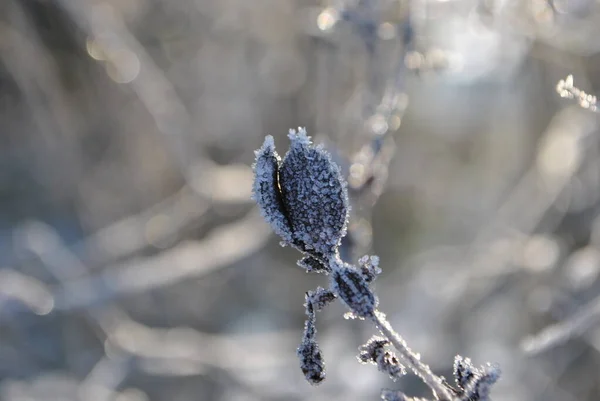 Cold Morning Frost Trees Grass Park — 스톡 사진