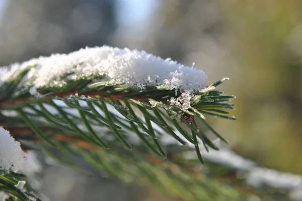 Cold Morning Frost Trees Grass Park — ストック写真