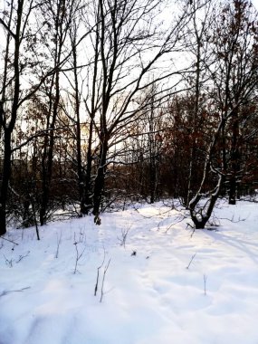 Frosty morning. Winter in the park. Snow on trees.