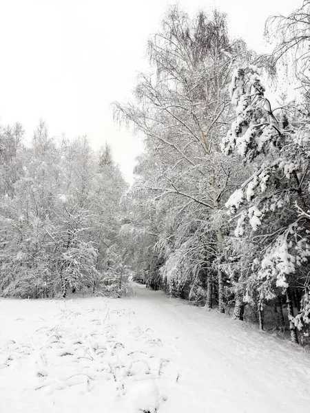Морозний Ранок Зима Парку Сніг Деревах — стокове фото