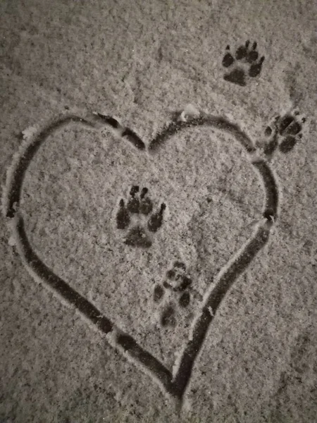 Dog Traces Snow Frosty Morning Snow Ground — Zdjęcie stockowe