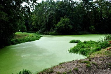 Photo of a river flowing through a beautiful park. Spring Summer. Perfect for wallpaper.