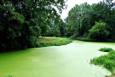 Photo of a river flowing through a beautiful park. Spring Summer. Perfect for wallpaper.