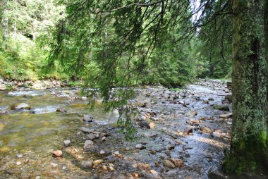 Mountain stream flowing through the national park Spring, summer. Perfect for wallpaper.