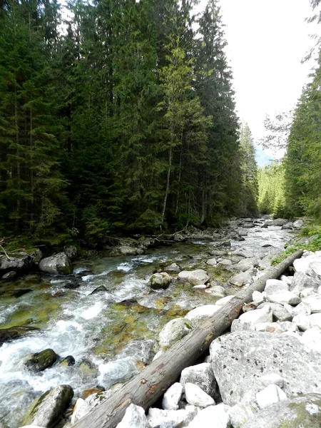 Mountain Stream Flowing National Park Spring Summer Perfect Wallpaper — Fotografia de Stock