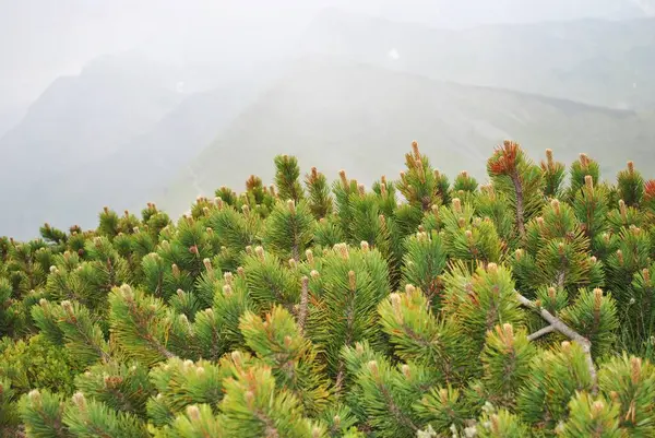 Beautiful Mountain Landscape Trail Leading Tatra National Park Stock Photo