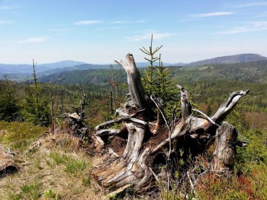 Beautiful mountain landscape. A trail leading through the Tatra National Park.