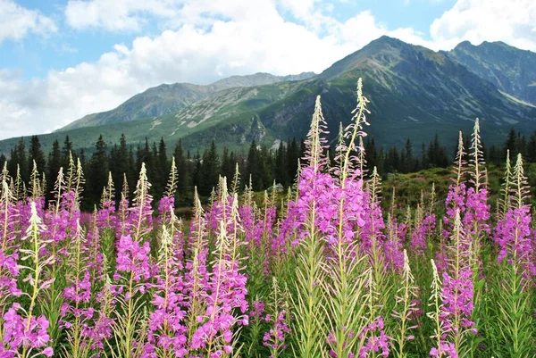 Beautiful mountain landscape. A trail leading through the Tatra National Park.