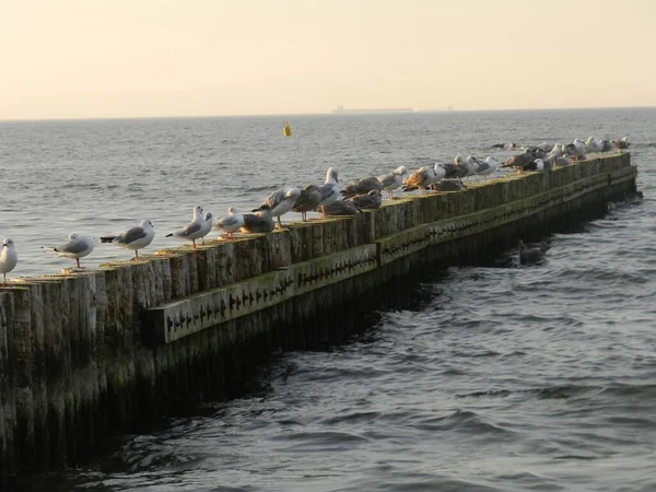 Côte Mer Baltique Gdynia Beau Paysage Balnéaire Vacances Été — Photo