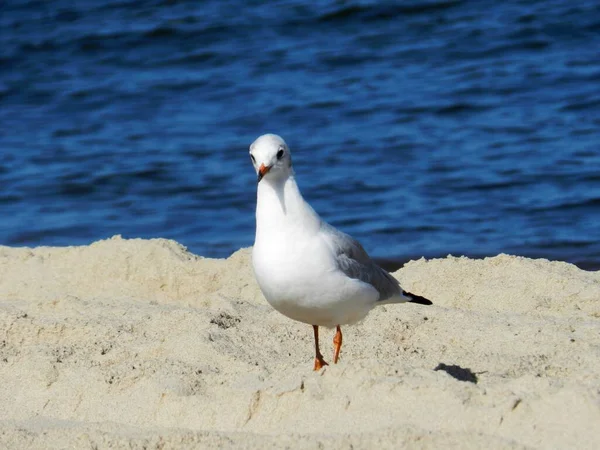 Seagull Baltic Sea Coast Sunny Day Beach — Fotografia de Stock