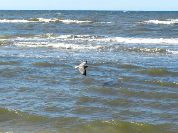 Seagull Baltic Sea Coast Sunny Day Beach — Photo