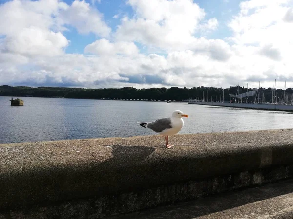 Seagull Baltic Sea Coast Sunny Day Beach — Stockfoto