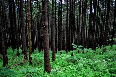 The trees growing in the forest. Evening walk in the park. Autumn.