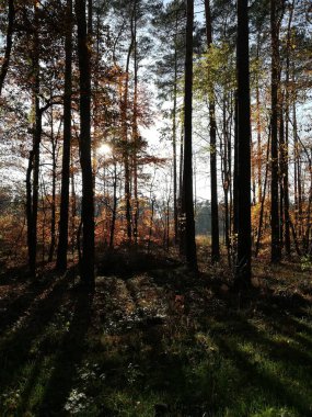 The trees growing in the forest. Evening walk in the park. Autumn.