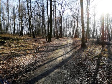 The trees growing in the forest. Evening walk in the park. Autumn.