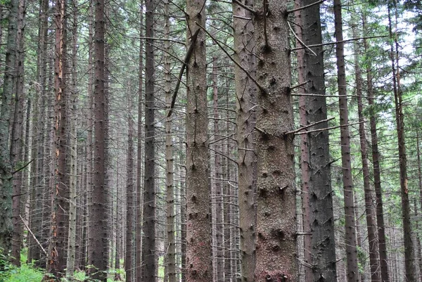 Trees Growing Forest Evening Walk Park Autumn — Foto Stock