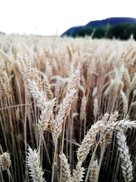 Rural Landscape Farmer Field Uninhabited Areas City — Stok fotoğraf