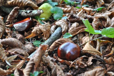 Chestnuts. A symbol of autumn and the upcoming winter.