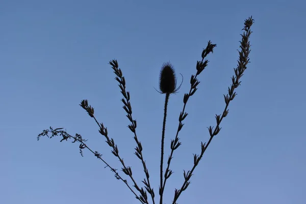 Grass Blue Sky Beautiful Weather Sunset — Stockfoto