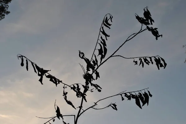The grass against the blue sky. Beautiful weather and sunset.