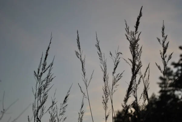 Grass Blue Sky Beautiful Weather Sunset — Fotografia de Stock