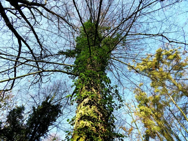 Les Arbres Contre Ciel Bleu Beau Temps Coucher Soleil — Photo