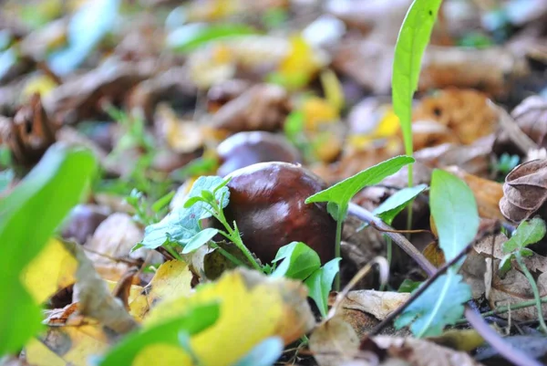 Chestnuts Symbol Autumn Upcoming Winter — Stok fotoğraf