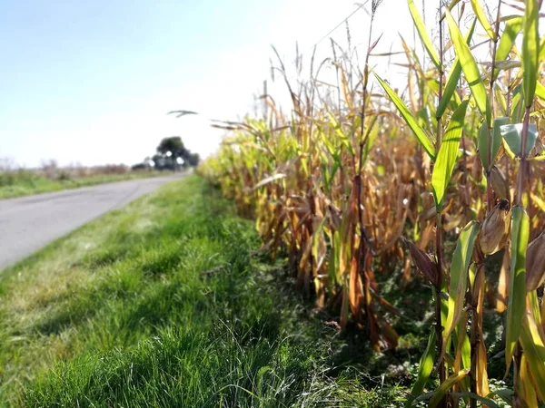 Corn Field Rural Landscape Beautiful Weather Perfect Harvesting — Stock Photo, Image