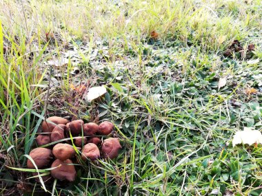 Parkta bitki örtüsü, bahçe. Çeşitli renkli bitkiler, çimenler ve yapraklar. Güzel duvar kağıdı.