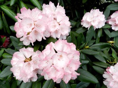 Parkta bitki örtüsü, bahçe. Çeşitli renkli bitkiler, çimenler ve yapraklar. Güzel duvar kağıdı.