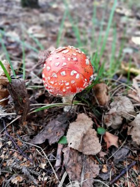 Parkta bitki örtüsü, bahçe. Çeşitli renkli bitkiler, çimenler ve yapraklar. Güzel duvar kağıdı.