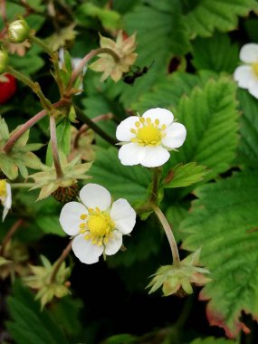 Parkta bitki örtüsü, bahçe. Çeşitli renkli bitkiler, çimenler ve yapraklar. Güzel duvar kağıdı.