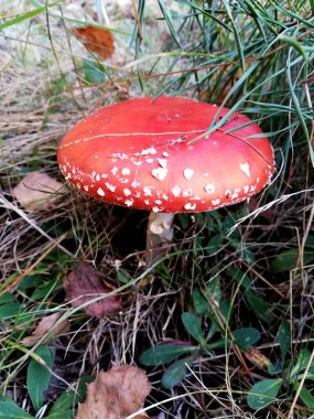 Parkta bitki örtüsü, bahçe. Çeşitli renkli bitkiler, çimenler ve yapraklar. Güzel duvar kağıdı.